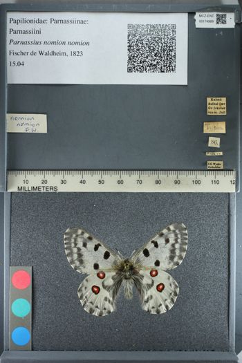 Media type: image;   Entomology 174989